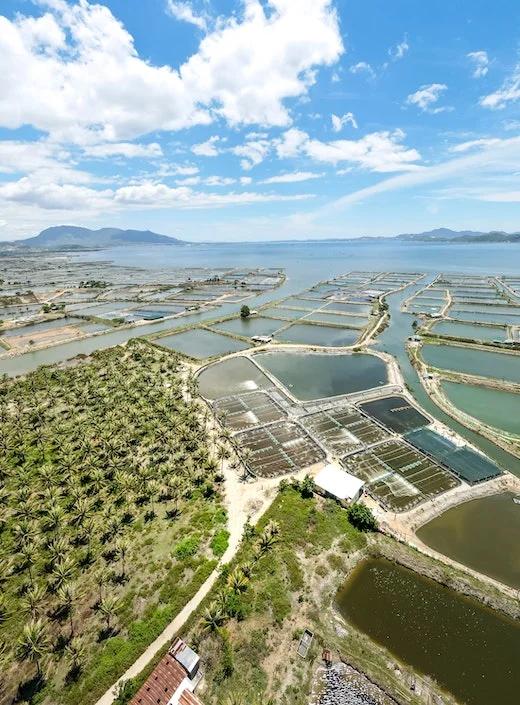 APY Analysis for Shrimp Farming and Seaweed Farming