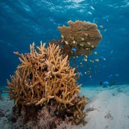 Marine Spatial Planning