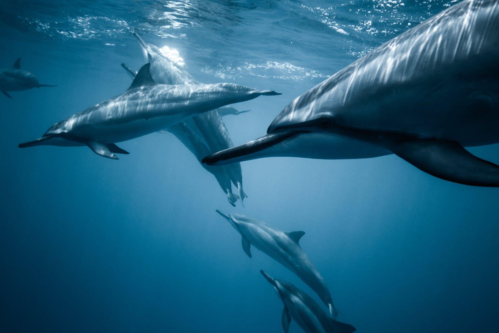 Dive into the Depths of Underwater